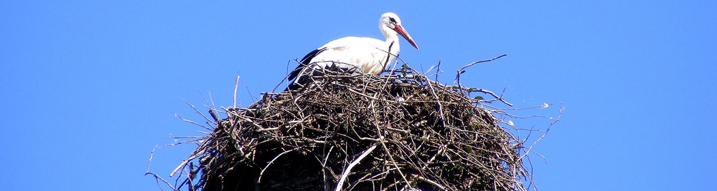 Storch auf seinem Nest bei Altreu.