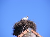 Storch in seinem Nest auf einem Bauernhaus in Altreu an der Aare